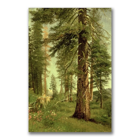 Albert Bierstadt 'California Redwoods' Canvas Art,22x32